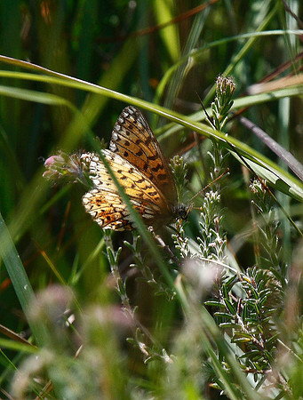 Small Pearl-bordered Fritillary