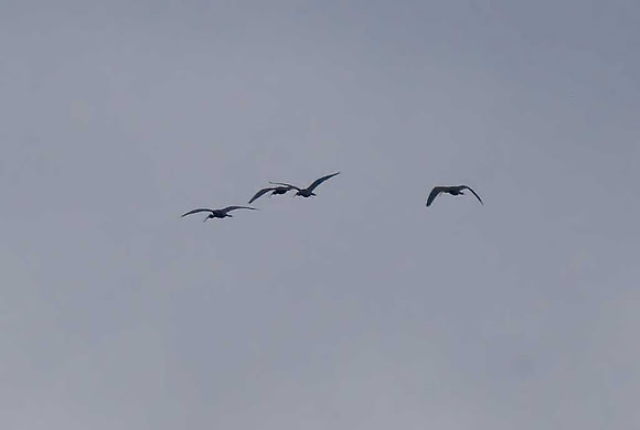 Glossy Ibis