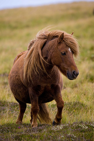 Shetland Pony