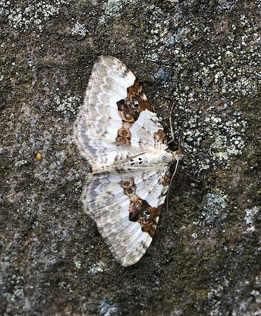 Silver Ground Carpet Moth