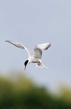 Common Tern