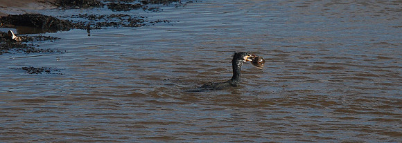 Cormorant
