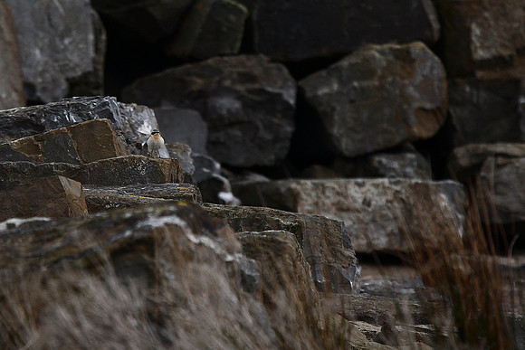 Wheatear