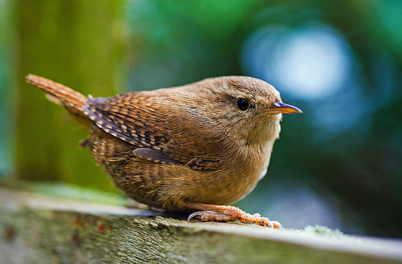 Wren