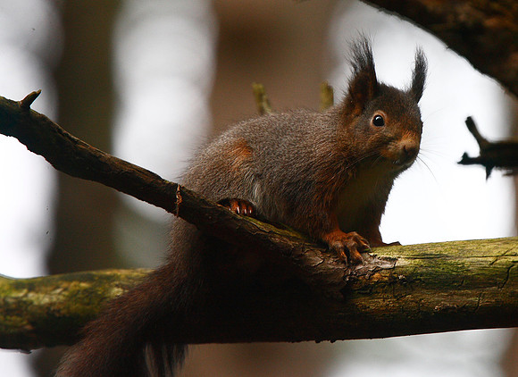 Red Squirrel