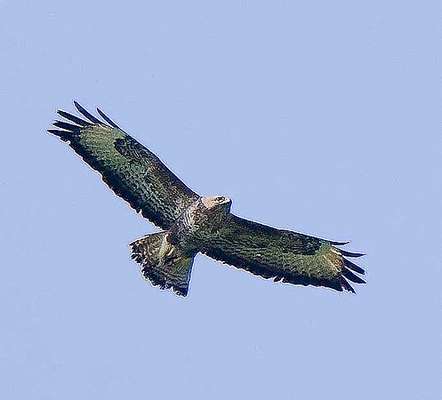 Common Buzzard