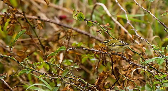 Yellow-browed Warbler