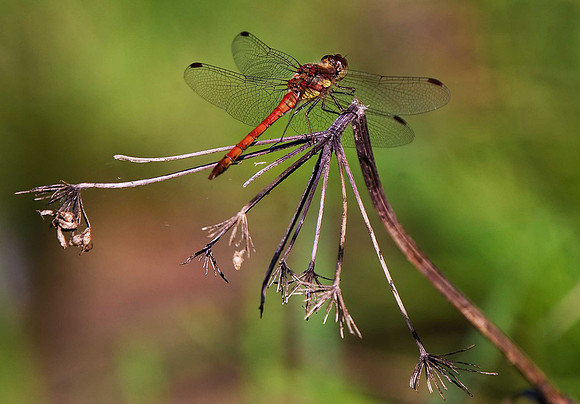 Common Darter