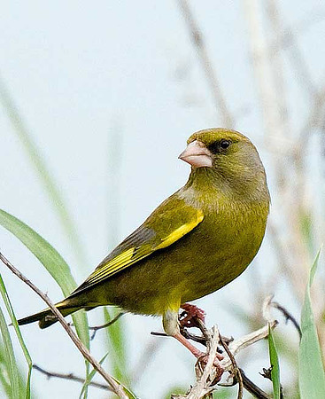 Greenfinch
