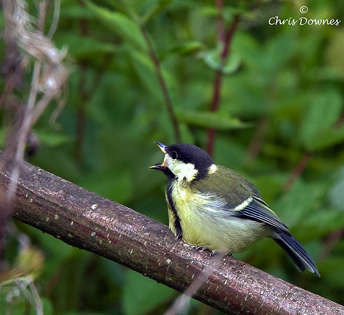 Great Tit
