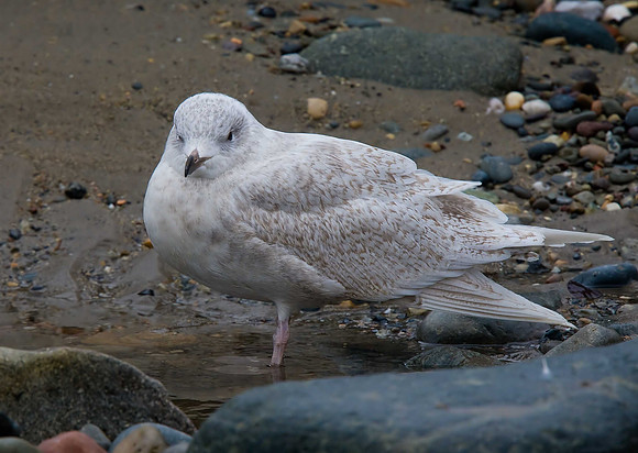 Iceland Gull