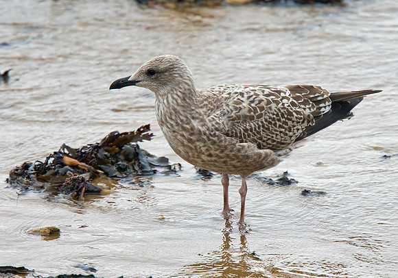 Herring Gull