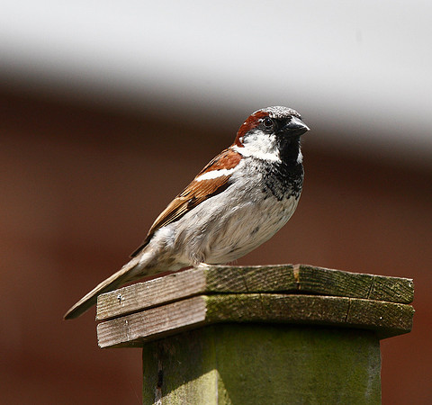 House Sparrow