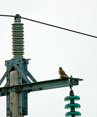Kestrel