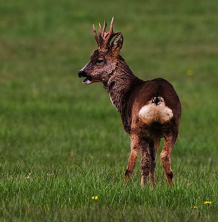 Roe Deer