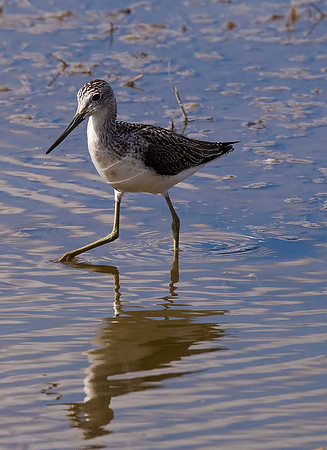 Greenshank