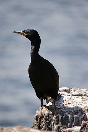Shag