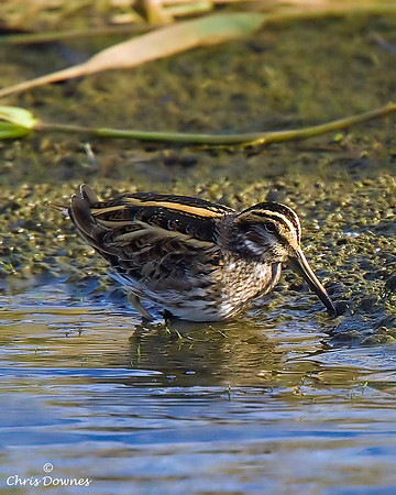 Jack Snipe