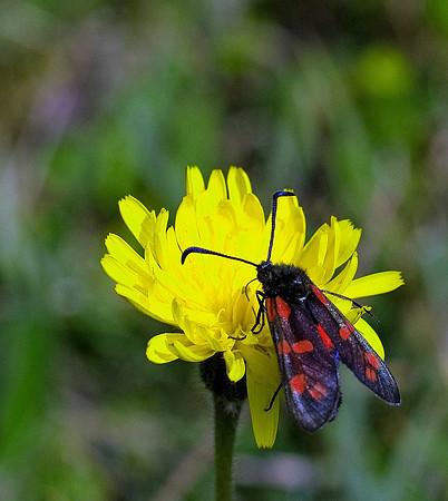 Six-spot Burnet Noth