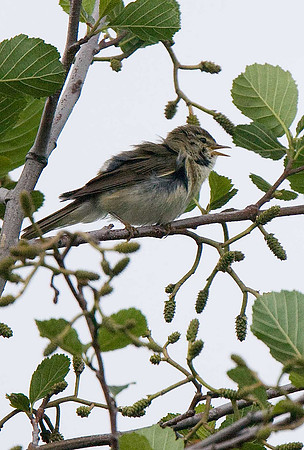 Willow Warbler