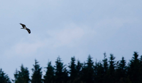 Osprey