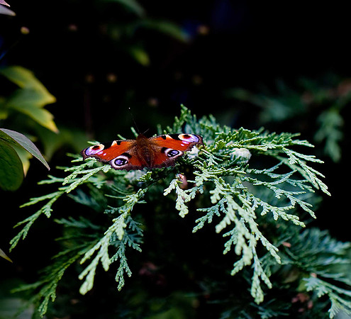 Peacock