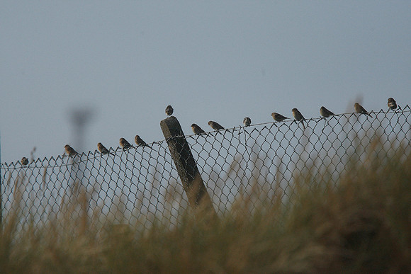 Twite