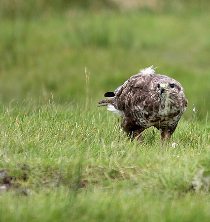 Common Buzzard