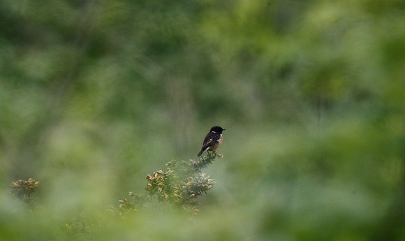 Stonechat