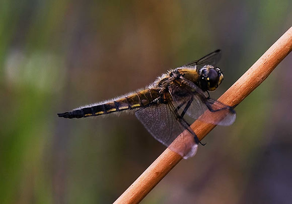 Four Spot Chaser