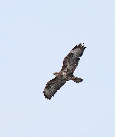 Common Buzzard