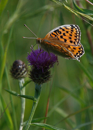 Dark Green Fritillary