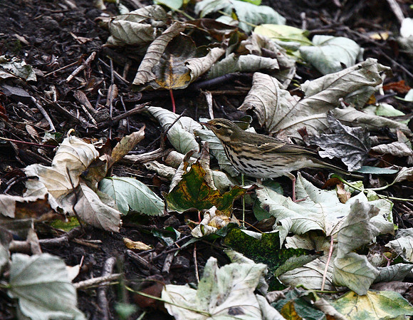 Olive-backed Pipit