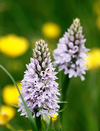 Common Spotted Orchid