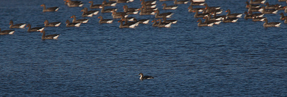 Black-throated Diver