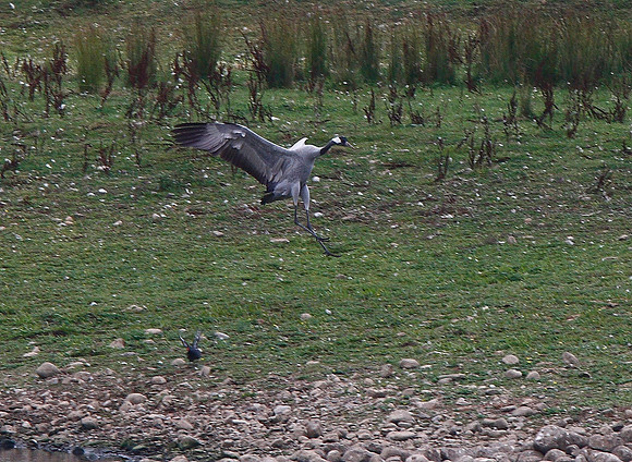 Common Crane