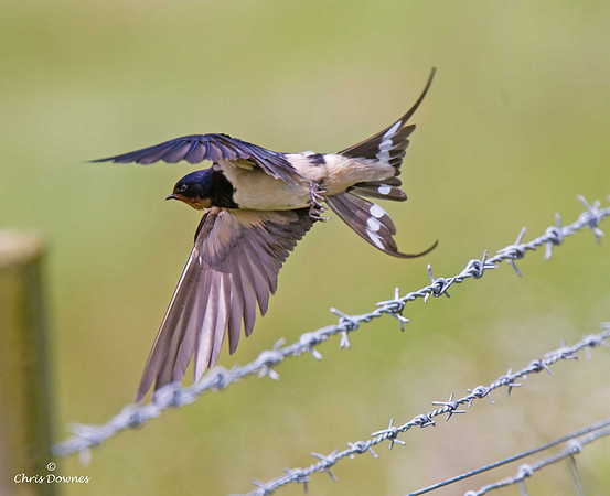 Swallow