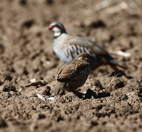 Red-legged Partridge