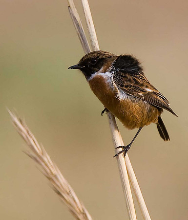 Stonechat