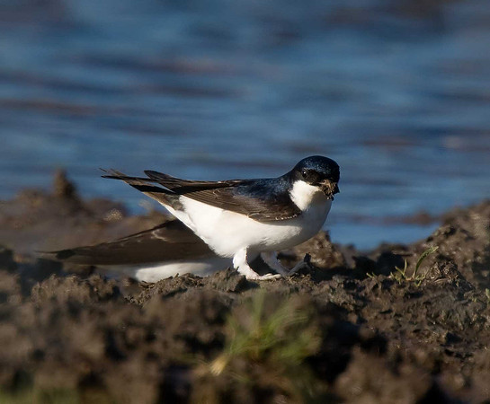 House Martin