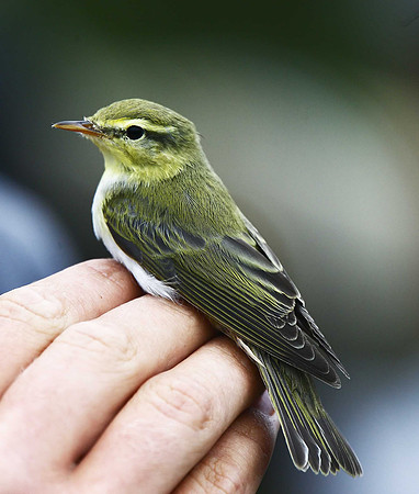 Wood Warbler
