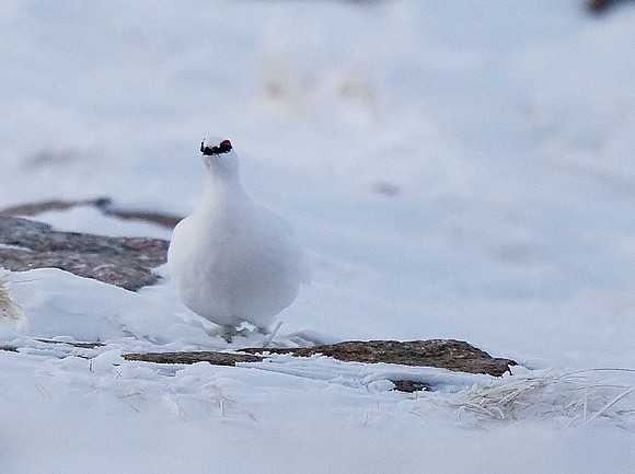 Ptarmigan