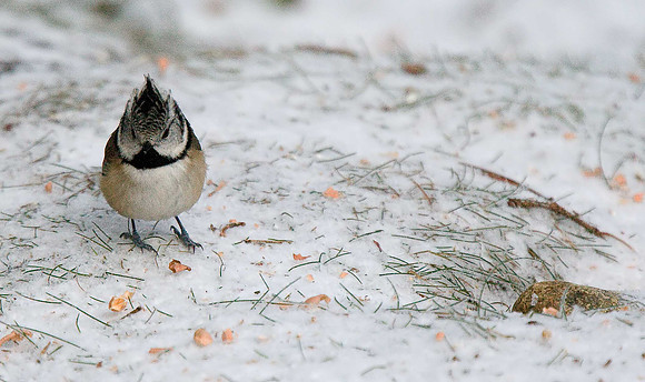 Crested Tit