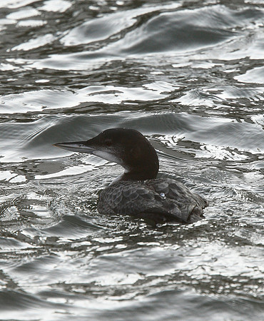 Great Northern Diver
