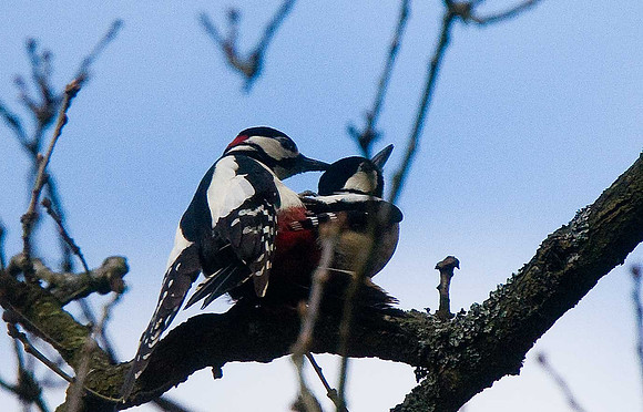 Great Spotted Woodpecker