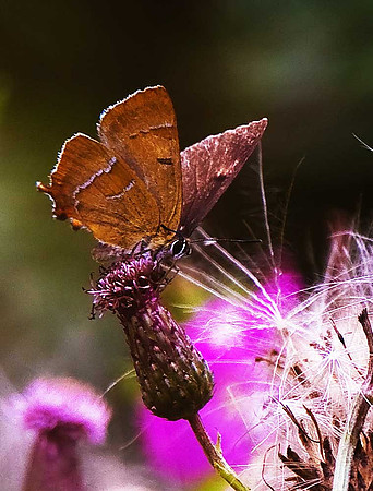 Brown Hairstreak