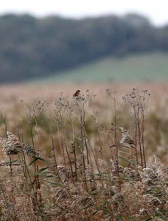 Stonechat