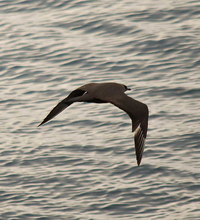 Arctic Skua
