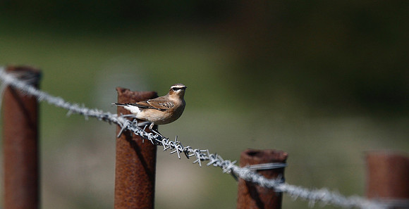Wheatear