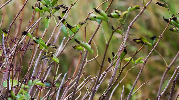 Yellow-browed Warbler
